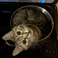 Robert MacGillivray's profile image