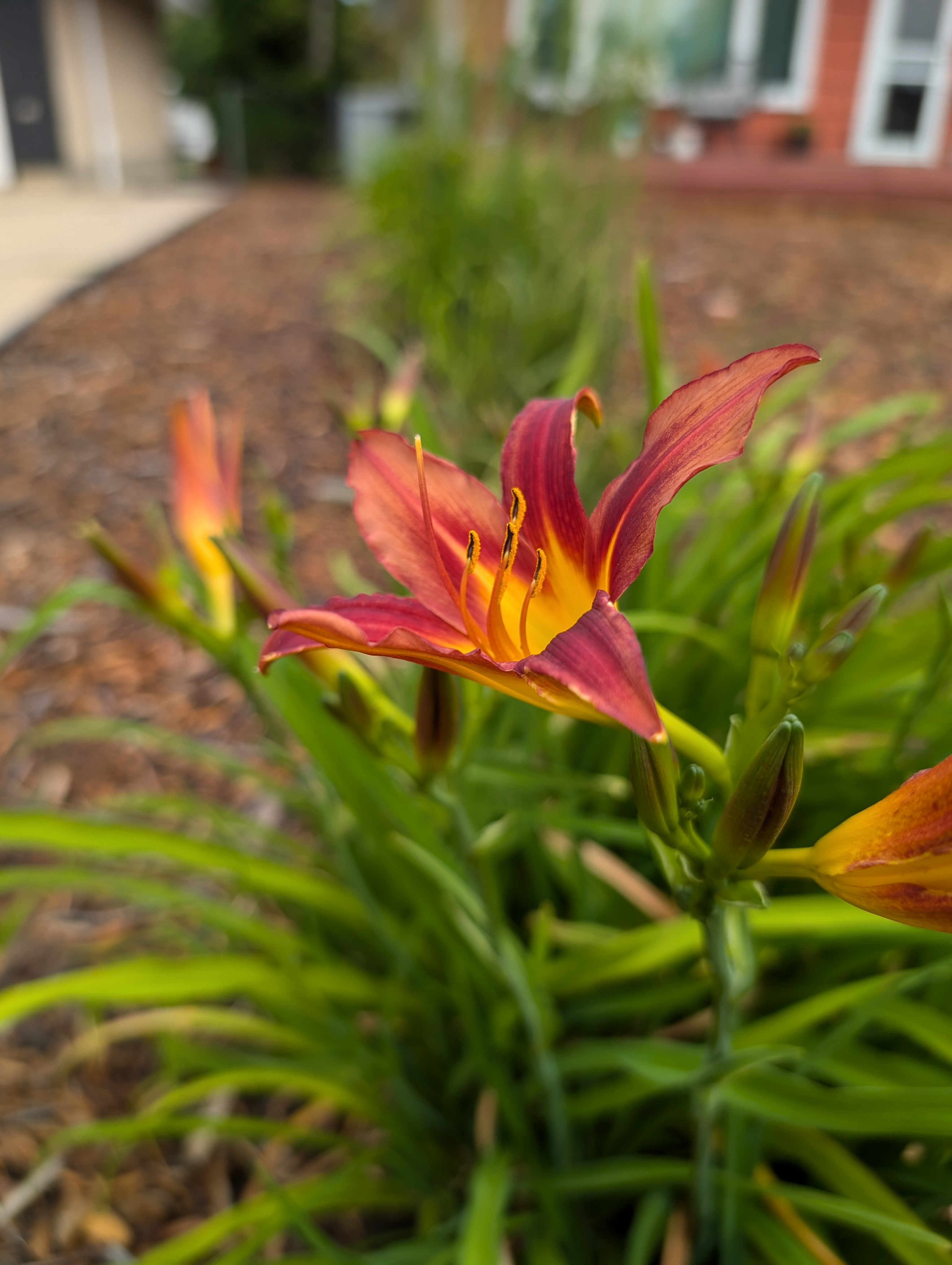 Tash Jennette's profile image